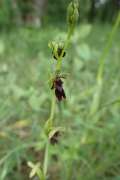 ophrys_mouche_Illfurth_P5051562_redimensionner.JPG