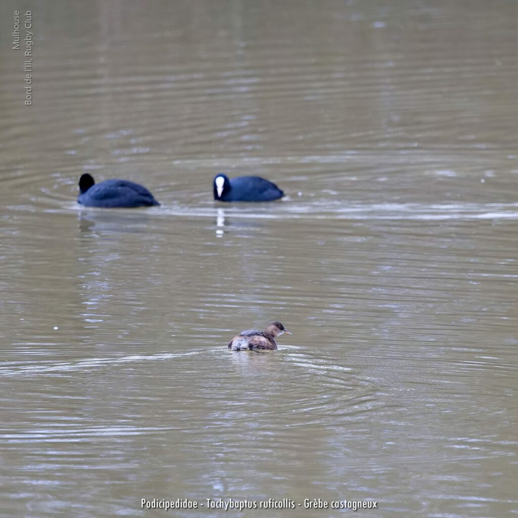 Podicipedidae Tachybaptus Ruficollis Grèbe Castagneux