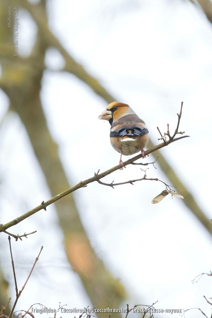 Fringillidae Coccothraustes Coccothraustes Grosbec Casse Noyaux