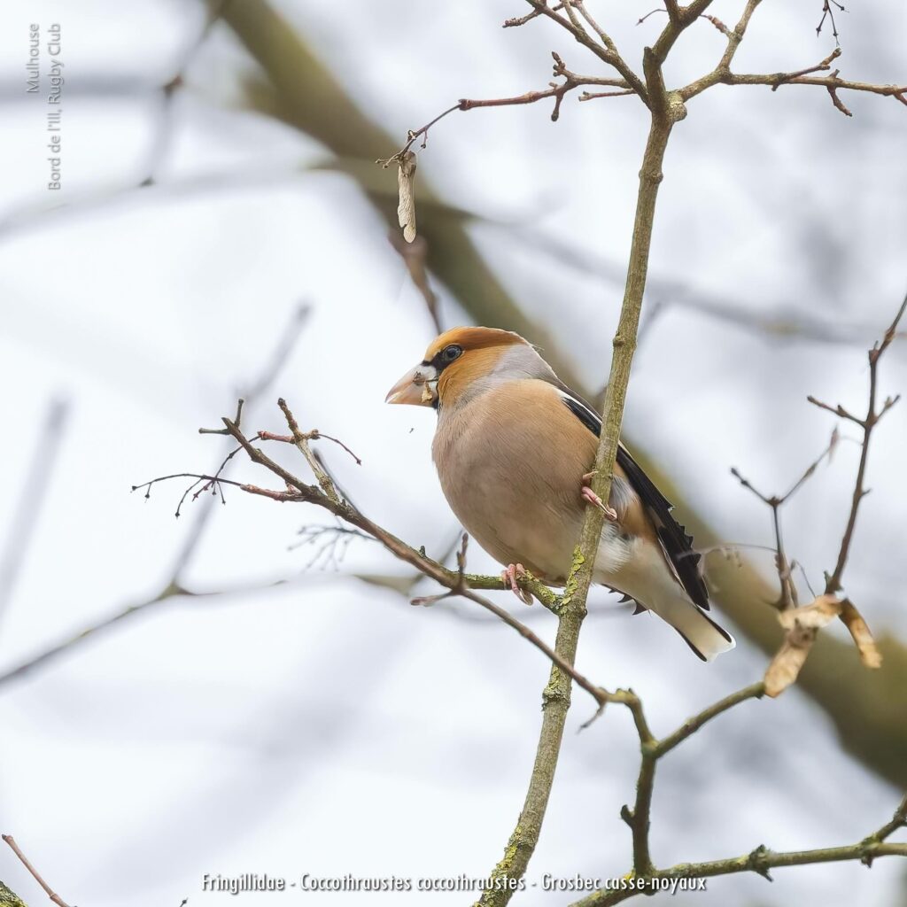 Fringillidae Coccothraustes Coccothraustes Grosbec Casse Noyaux