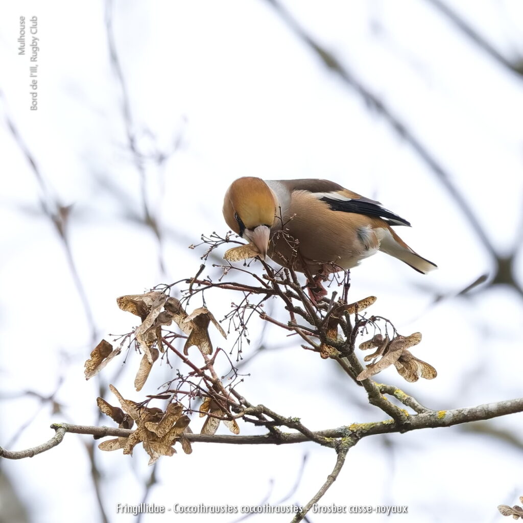 Fringillidae Coccothraustes Coccothraustes Grosbec Casse Noyaux