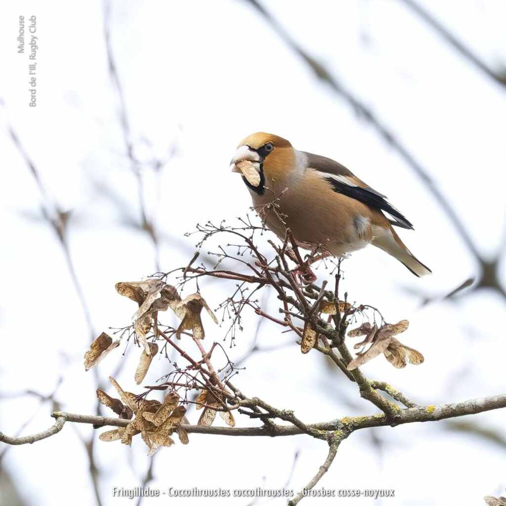 Fringillidae Coccothraustes Coccothraustes Grosbec Casse Noyaux