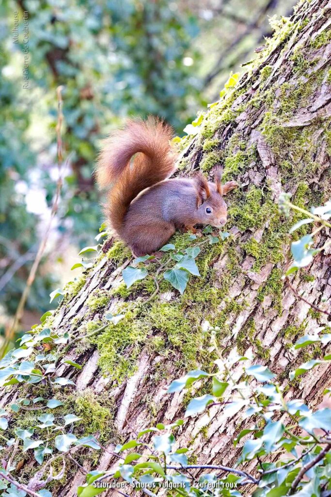 Sciuridae Sciurus Vulgaris Ecureuil Roux