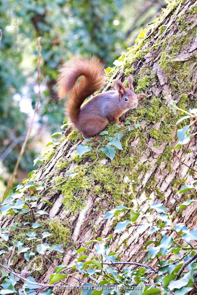 Sciuridae Sciurus Vulgaris Ecureuil Roux