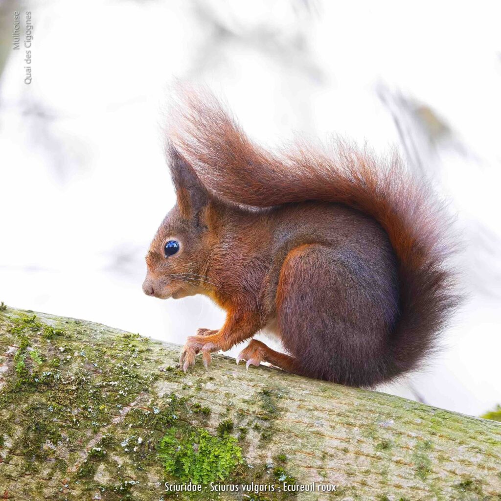 Sciuridae Sciurus Vulgaris Ecureuil Roux