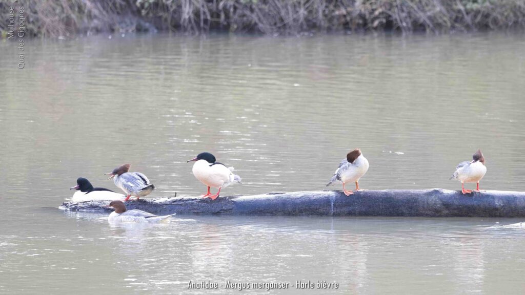 Anatidae Mergus Merganser Harle Bièvre