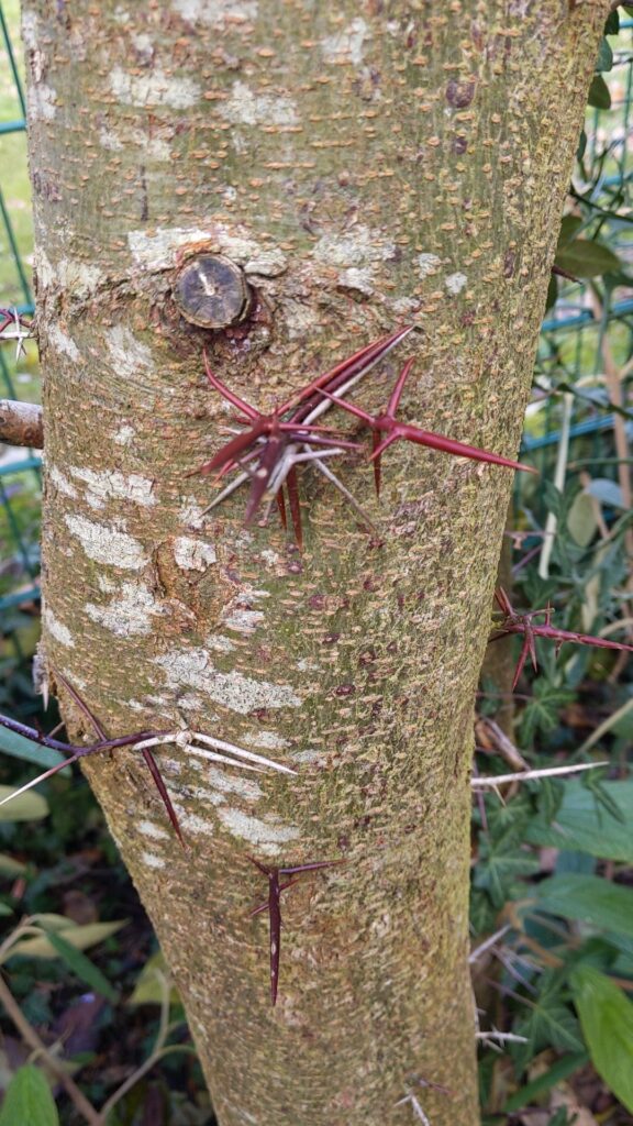 20241221 Wa0004 Tronc Du Gleditsia Gros Plan