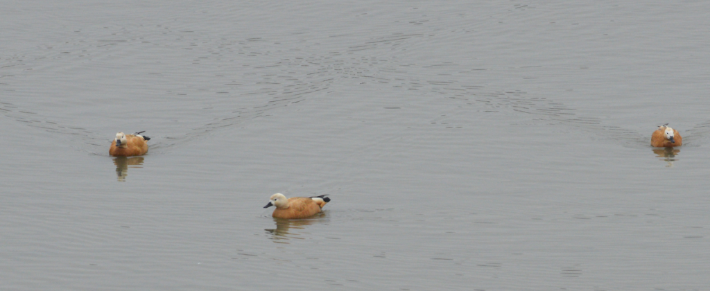 Klingnauer Stausee 03 Tadornes Casarca