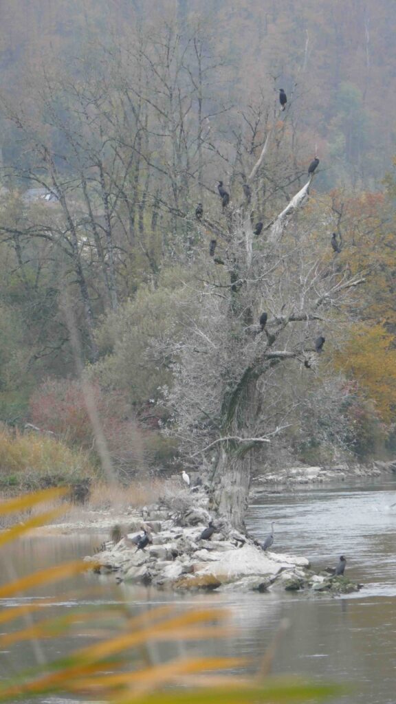 Klingnauer Stausee 07 Arbre Aux Cormorans