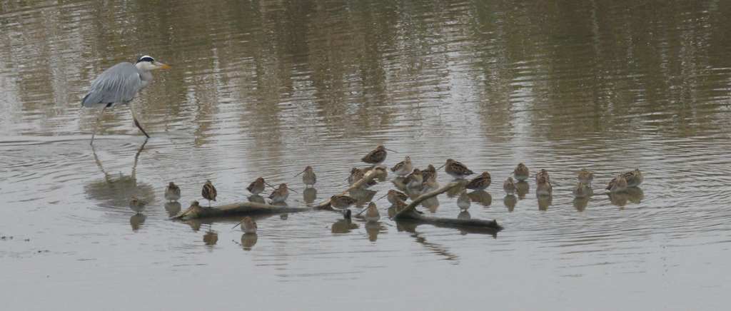 Klingnauer Stausee 09 Bécassines Des Marais Et Héron Cendré