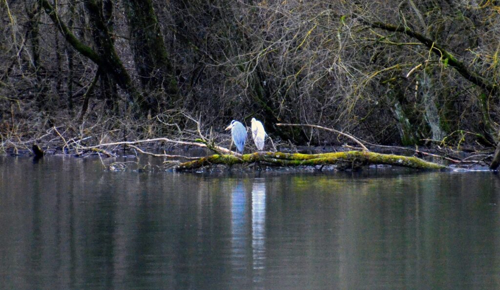 008 Héron Et Grande Aigrette Image 4