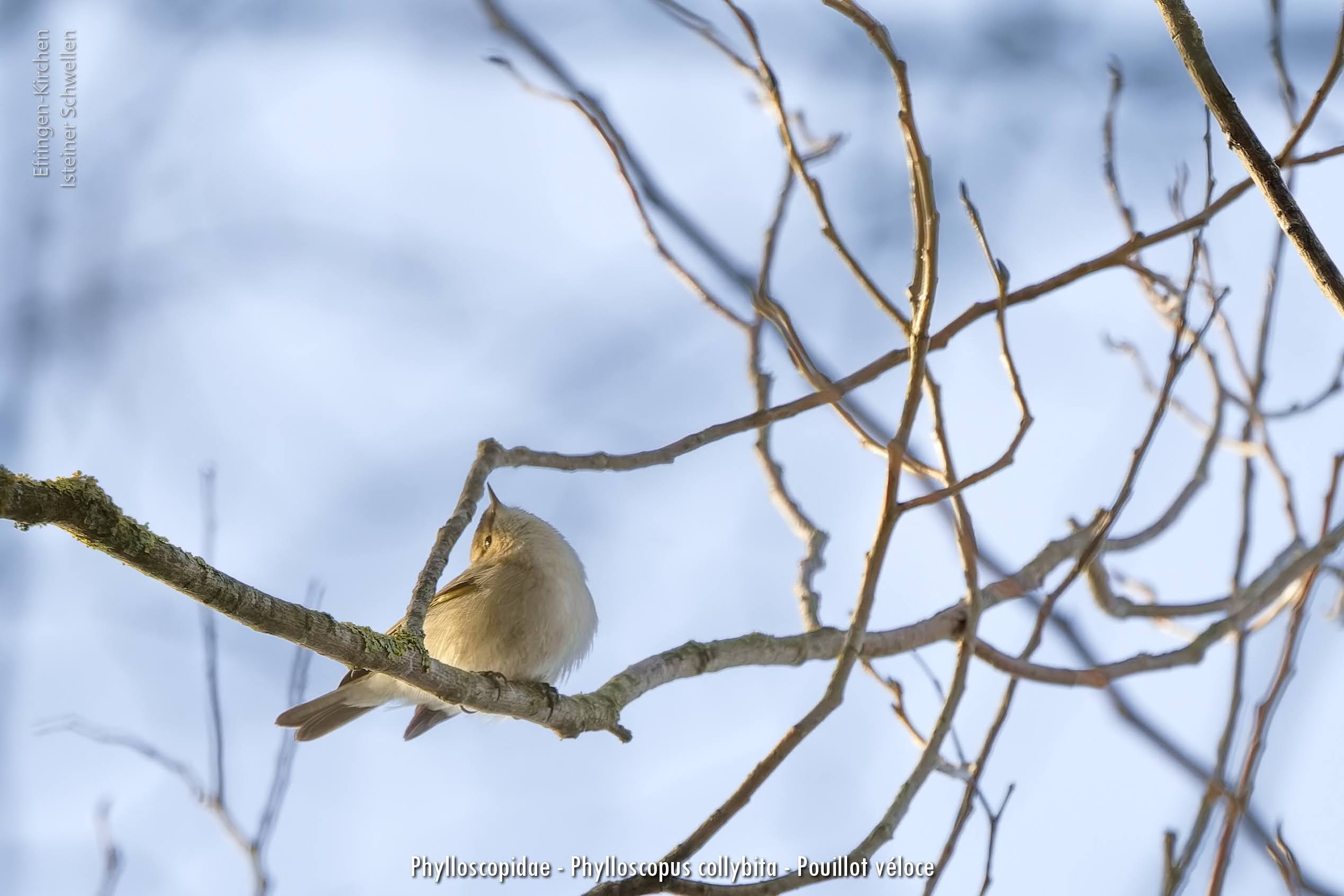 Phylloscopidae Phylloscopus Collybita Pouillot Véloce