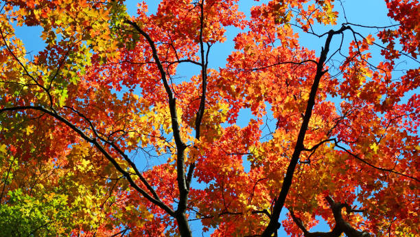 Programme d’automne-hiver